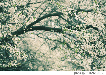 Plum vintage flowers Plum vintage flowers 16923657