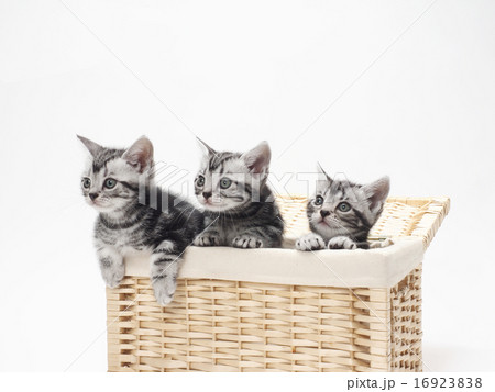 カゴに入ったアメリカンショートヘアーの子猫 16923838