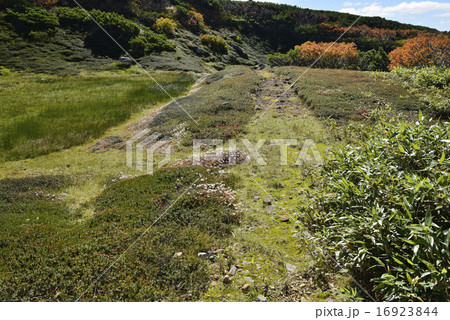 大雪山・旭岳の秋の草地/北海道 東川町 大雪山・旭岳の秋の草地/北海道 東川町 16923844