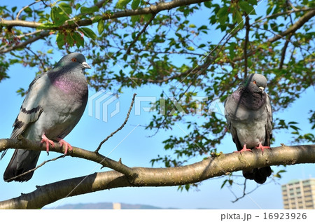 ハト 16923926