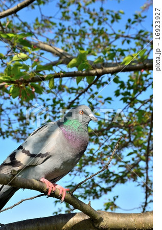 ハト ハト 16923927