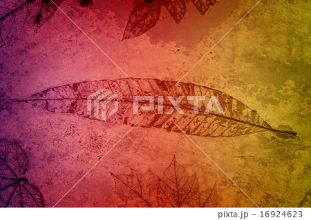 leaf print on concrete texture and background leaf print on concrete texture and background 16924623