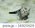 あれはなんにゃ？ 16925029