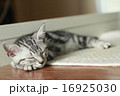 おやすみにゃ 16925030