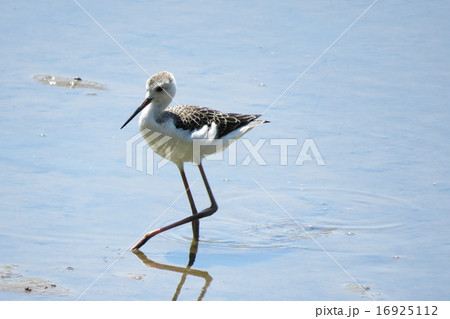 セイタカシギの幼鳥 セイタカシギの幼鳥 16925112