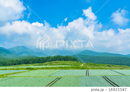 夏の田園風景【群馬県・嬬恋村のキャベツ畑】 夏の田園風景【群馬県・嬬恋村のキャベツ畑】 16925587
