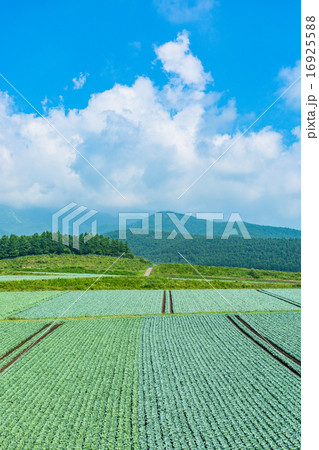 夏の田園風景【群馬県・嬬恋村のキャベツ畑】 16925588