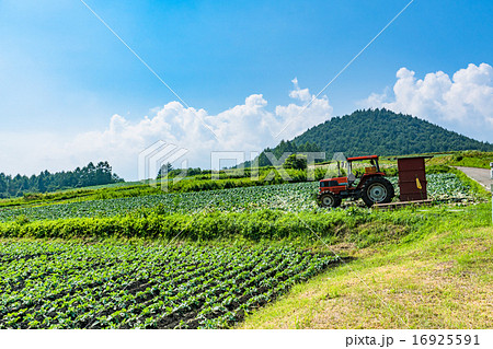 夏の田園風景【群馬県・嬬恋村のキャベツ畑】 16925591