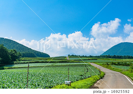 夏の田園風景【群馬県・嬬恋村のキャベツ畑】 夏の田園風景【群馬県・嬬恋村のキャベツ畑】 16925592