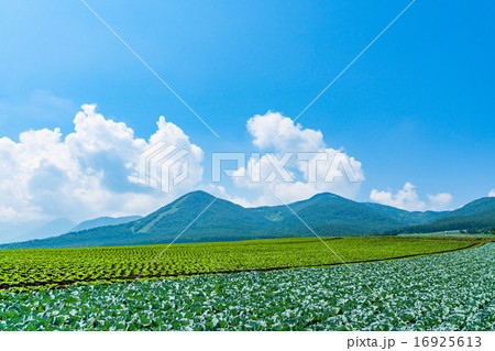 夏の田園風景【群馬県・嬬恋村のキャベツ畑】 夏の田園風景【群馬県・嬬恋村のキャベツ畑】 16925613