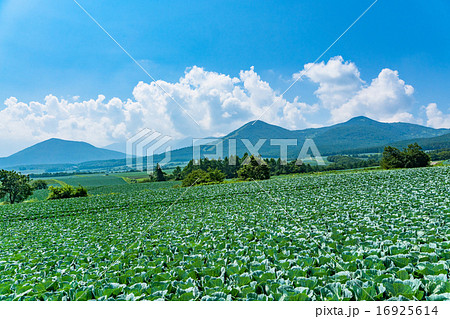 夏の田園風景【群馬県・嬬恋村のキャベツ畑】 夏の田園風景【群馬県・嬬恋村のキャベツ畑】 16925614