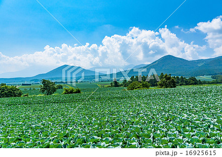 夏の田園風景【群馬県・嬬恋村のキャベツ畑】 夏の田園風景【群馬県・嬬恋村のキャベツ畑】 16925615