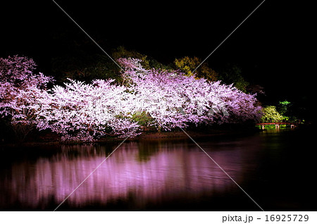 三渓園 外苑 ・ 大池 夜桜 (神奈川県 横浜市 中区 本牧) 三渓園 外苑 ・ 大池 夜桜 (神奈川県 横浜市 中区 本牧) 16925729