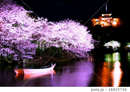 三渓園　外苑  ・ 大池　夜桜　（神奈川県　横浜市 中区 本牧） 16925730