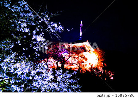 三渓園 夜桜 外苑 ・ 旧燈明寺三重塔 (重要文化財) 神奈川県 横浜市 中区 本牧 三渓園 夜桜 外苑 ・ 旧燈明寺三重塔 (重要文化財) 神奈川県 横浜市 中区 本牧 16925736