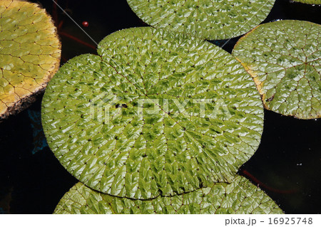 神代植物公園 オニバス 16925748