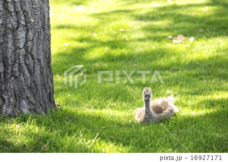カナダガモのヒナ カナダガモのヒナ 16927171
