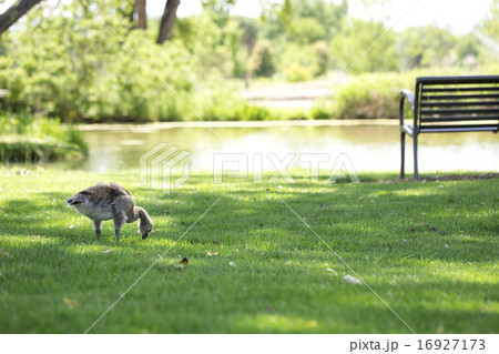 カナダガモの雛 16927173