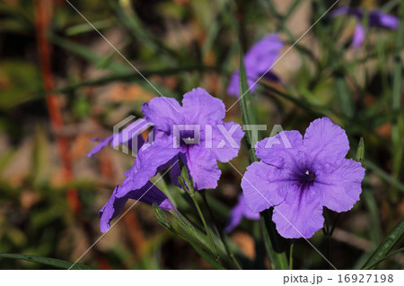 ヤナギバルイラソウの花 ヤナギバルイラソウの花 16927198