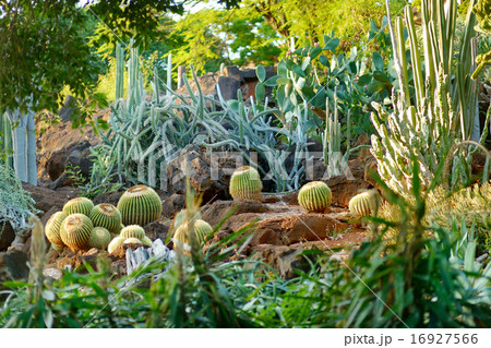Variuos cactuses at the Cactus Garden Variuos cactuses at the Cactus Garden 16927566
