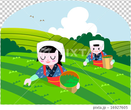 茶摘み 茶摘み 16927605