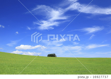 北海道　上富良野町　草原と夏雲 16927737