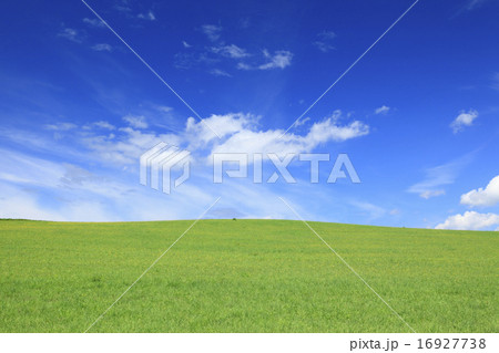 北海道　上富良野町　草原と夏雲 16927738