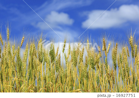 北海道　上富良野町　色づいた麦穂と空 16927751