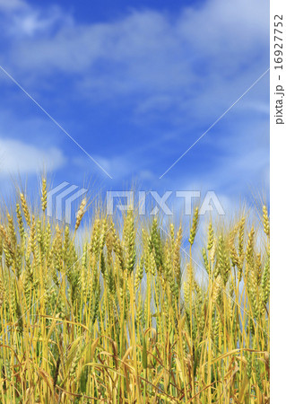 北海道　上富良野町　色づいた麦穂と空 16927752