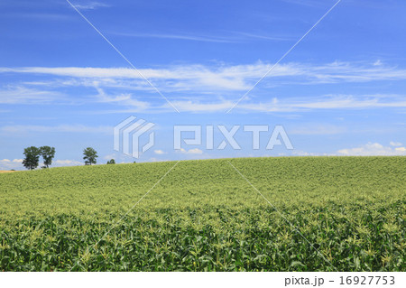 北海道　美瑛町　広大なトウモロコシ畑と木立 16927753