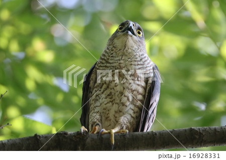 ツミの雌 16928331