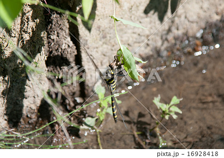 トンボ トンボ 16928418