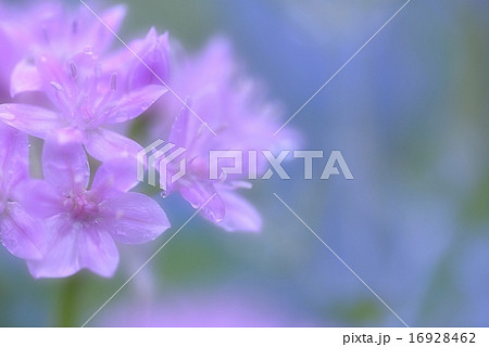 薄紫の花の写真素材