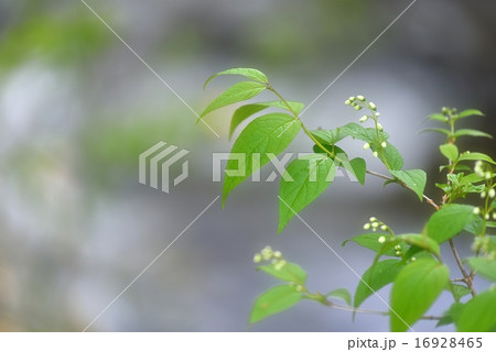 爽快な新緑 16928465