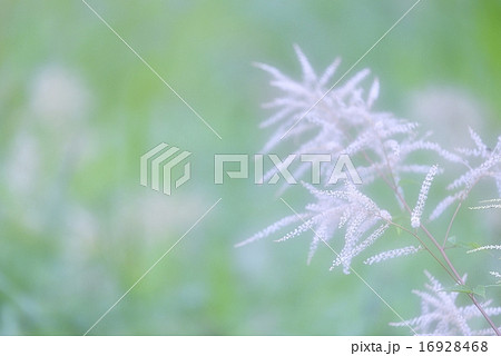 高原の花 16928468