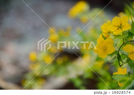山吹の花 山吹の花 16928574