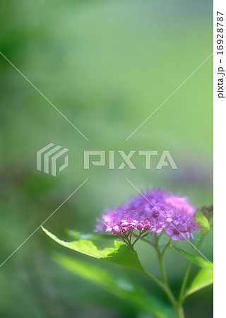 下野の花 下野の花 16928787