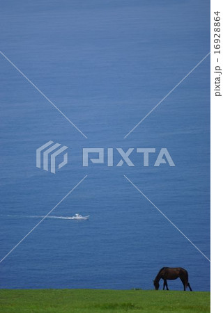 海と馬 16928864