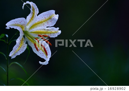 闇に浮かぶ山百合 16928902