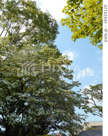 ハナミズキの木と青空 16929126