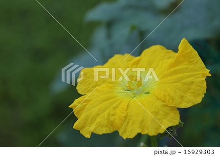 ヘチマの花 ヘチマの花 16929303