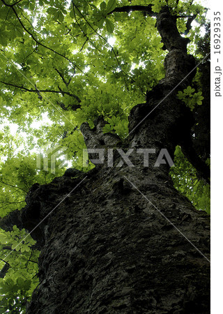 トチの木　大木　新緑 16929335