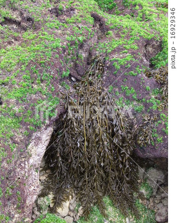 沖縄のヒジキ 16929346