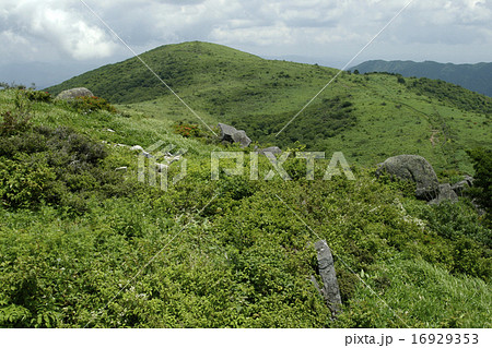 夏の道後山 夏の道後山 16929353