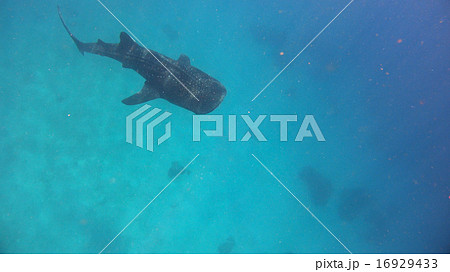フィリピン　ジンベイザメ 16929433