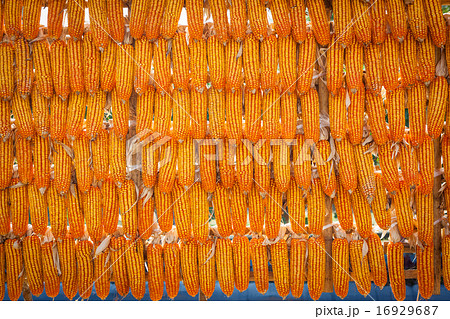 group corn dry for harvest background texture 16929687