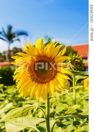 sunflower field and blue sky sunflower field and blue sky 16929688