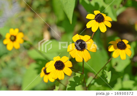 ルドベキア・タカオ 16930372