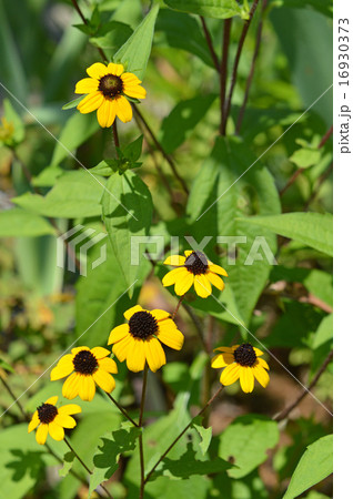 ルドベキア・タカオ 16930373