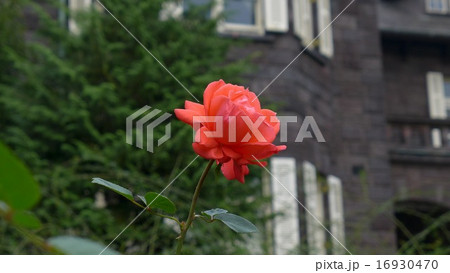 旧古河庭園の薔薇 16930470